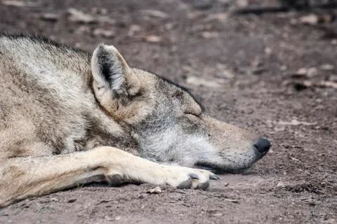 Wolf asleep 스톡 사진