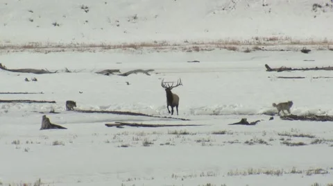 Wolf Attacking Pack Elk Yellowstone National Park Bull Winter Stock Footage 43133336