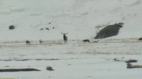 Wolf Attacking Pack Elk Yellowstone National Park Winter Stock Footage 43133341