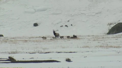 Wolf Attacking Pack Elk Yellowstone National Park Winter Stock Footage