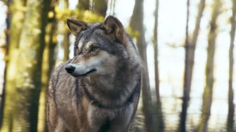 Wolf in Autumn Forest. Stock Footage 305372316