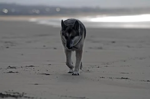 Wolf on the beach Stock Photos