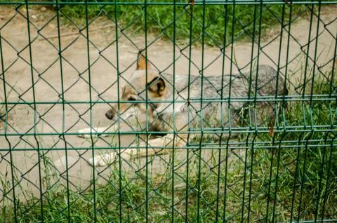 Wolf behind the net in the aviary in zoo. Stock Photos