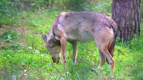 Wolf behind rubs himself in the wild nature National Park Belarus. Stock Footage 314715792