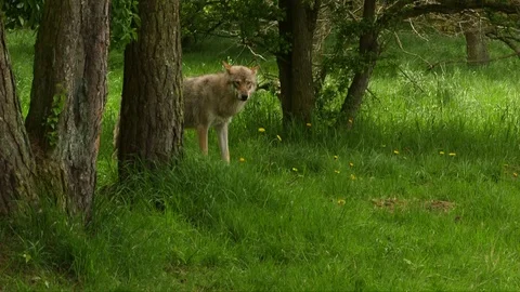 Wolf behind tree Stock Footage 104149348