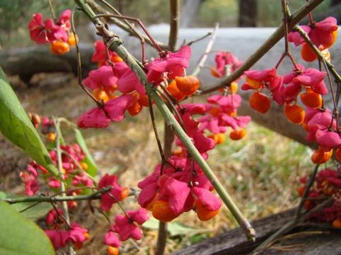 Wolf berries Foto stock
