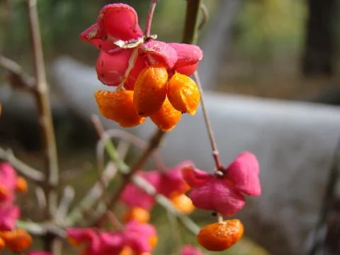 Wolf berries Foto stock