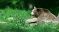 Wolf bites bear close up sunny forest meadow HD Footage