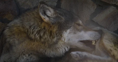 The wolf bites his fleas Stock Footage 91401138