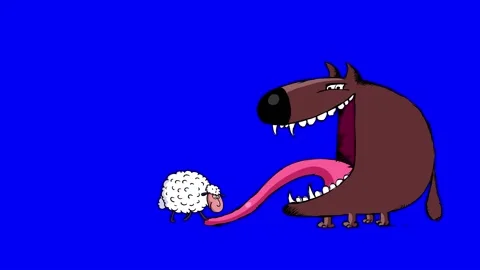 Wolf brown and black eating sheep bluebox isolated Stock Footage 239423341