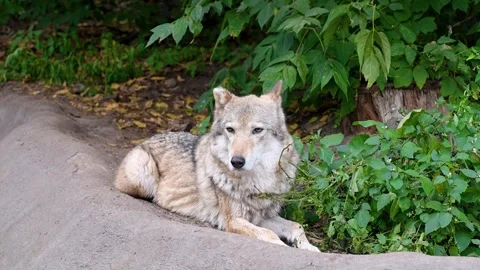 A wolf in the bushes in the forest in summer Stock Footage 319639567
