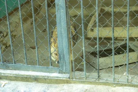 Wolf in a cage at the zoo Stock Photos