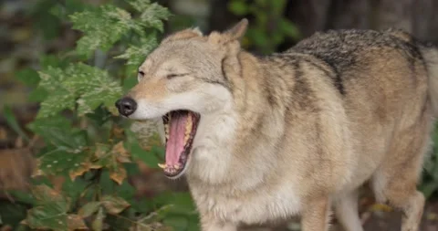 Wolf (Canis lupus), also known as the gray wolf is the largest extant member  Stock Footage 165102171