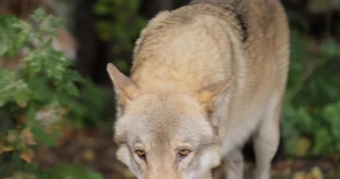 Wolf (Canis lupus), also known as the gray wolf is the largest extant membe.. Video stock 237164466