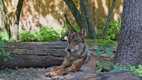 The wolf, Canis lupus, also known as the grey wolf or timber wolf Stock Footage 284248692