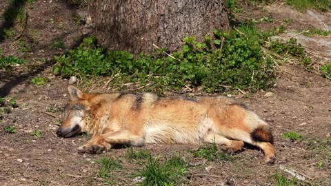 The wolf, Canis lupus, also known as the grey wolf or timber wolf Stock Footage 314371610