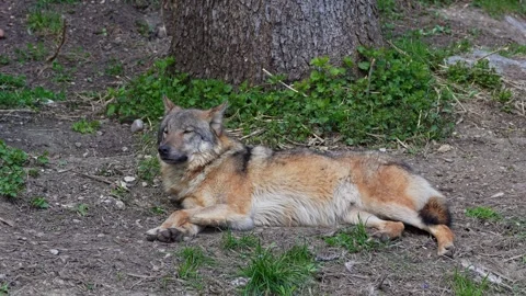 The wolf, Canis lupus, also known as the grey wolf or timber wolf Stock Footage 314371650