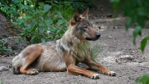 The wolf, Canis lupus, also known as the grey wolf or timber wolf Stock Footage 314371656