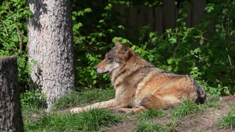 The wolf, Canis lupus, also known as the grey wolf or timber wolf Stock Footage 314371660