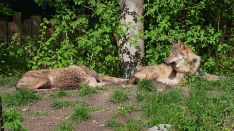 The wolf, Canis lupus, also known as the grey wolf or timber wolf Stock Footage 315103222