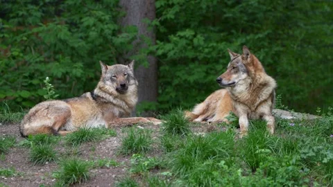 The wolf, Canis lupus, also known as the grey wolf or timber wolf Stock Footage 315103240