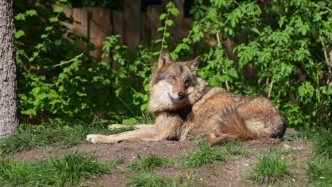 The wolf, Canis lupus, also known as the grey wolf or timber wolf Stock Footage 315103309