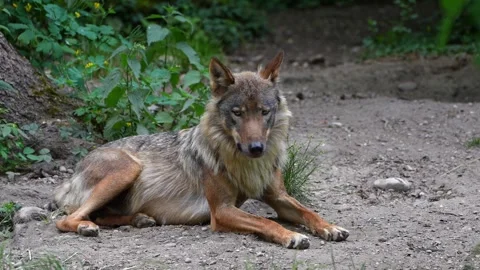 The wolf, Canis lupus, also known as the grey wolf or timber wolf Stock Footage 315103523