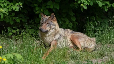 The wolf, Canis lupus, also known as the grey wolf or timber wolf Stock Footage 315103532