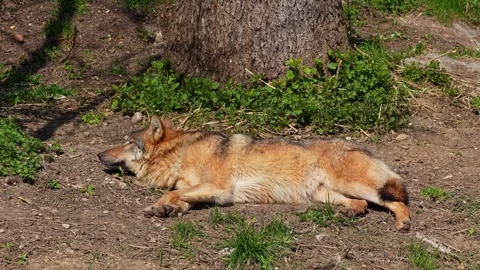 The wolf, Canis lupus, also known as the grey wolf or timber wolf Stock Footage 316217955