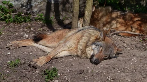 The wolf, Canis lupus, also known as the grey wolf or timber wolf Stock Footage 316218038