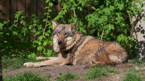 The wolf, Canis lupus, also known as the grey wolf or timber wolf Stock Footage 316218083