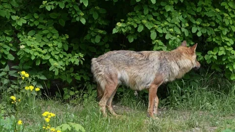 The wolf, Canis lupus, also known as the grey wolf or timber wolf Stock Footage 316218086