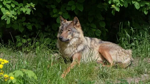 The wolf, Canis lupus, also known as the grey wolf or timber wolf Stock Footage 316218305