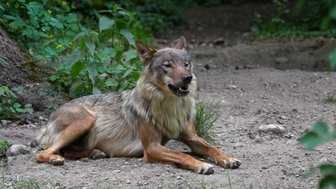 The wolf, Canis lupus, also known as the grey wolf or timber wolf Stock Footage 316218308