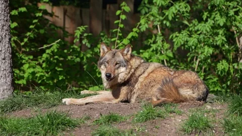 The wolf, Canis lupus, also known as the grey wolf or timber wolf Stock Footage 316504172