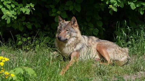 The wolf, Canis lupus, also known as the grey wolf or timber wolf Stock Footage 316504638