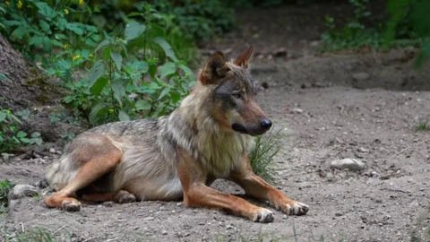The wolf, Canis lupus, also known as the grey wolf or timber wolf Stock Footage 316504921