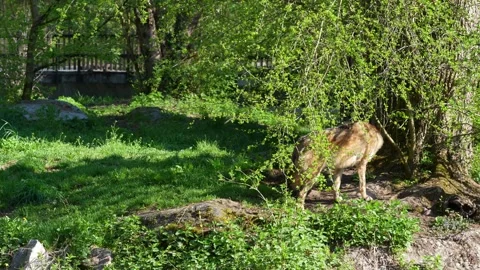 The wolf, Canis lupus, also known as the grey wolf or timber wolf Stock Footage 334231142