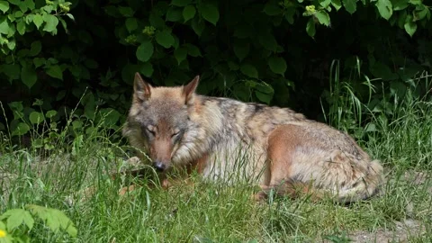 The wolf, Canis lupus, also known as the grey wolf or timber wolf Stock Footage 334231144