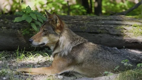The wolf, Canis lupus, also known as the grey wolf or timber wolf Stock Footage 334231165