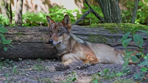 The wolf, Canis lupus, also known as the grey wolf or timber wolf Stock Footage 334231243