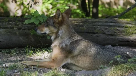 The wolf, Canis lupus, also known as the grey wolf or timber wolf Stock Footage 336794054