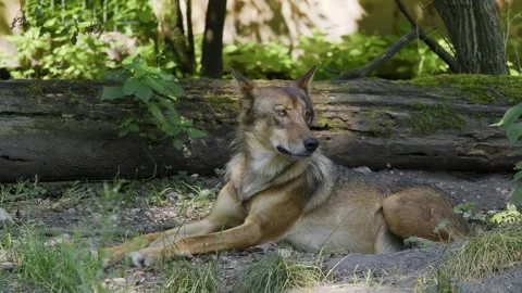 The wolf, Canis lupus, also known as the grey wolf or timber wolf Stock Footage 339056681