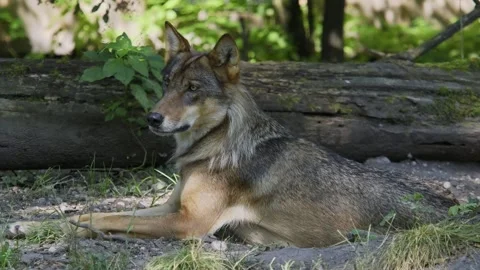 The wolf, Canis lupus, also known as the grey wolf or timber wolf Stock Footage 339271562