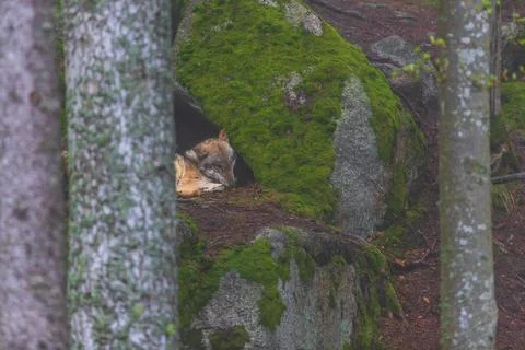 Wolf - Canis lupus in the deep forest on the rock. Stock Photos