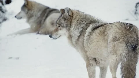 Wolf (Canis lupus) Stock Footage 221594255