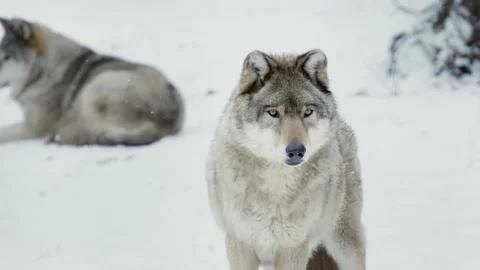 Wolf (Canis lupus) Stock Footage 221594365