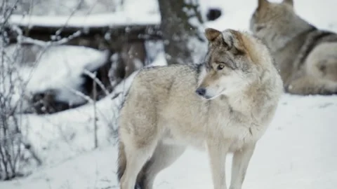 Wolf (Canis lupus) Stock Footage 221594429