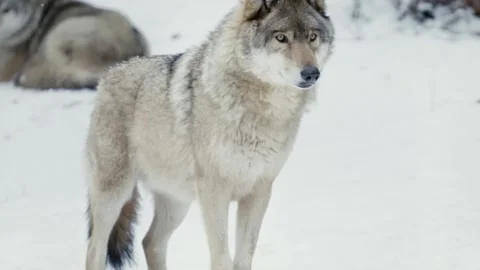 Wolf (Canis lupus) Video stock 221594460