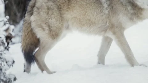 Wolf (Canis lupus) Stock Footage 221594521